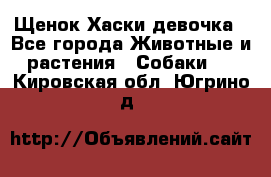 Щенок Хаски девочка - Все города Животные и растения » Собаки   . Кировская обл.,Югрино д.